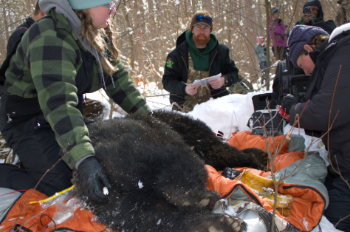 Spot a bear den? Let us know about it